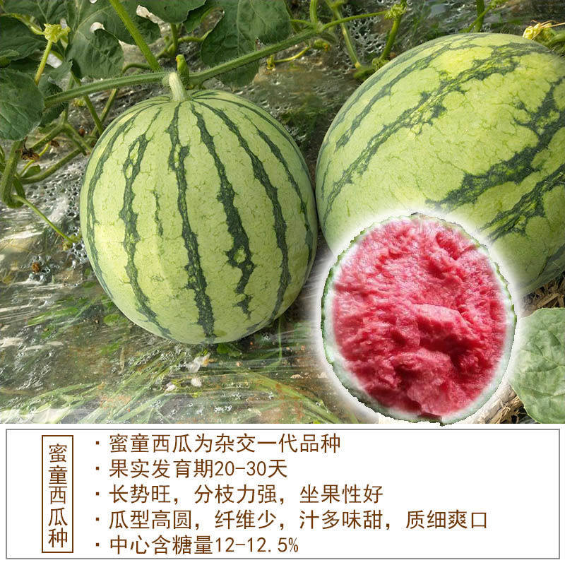 先正达超甜礼品西瓜种子蜜童西瓜种子超耐裂无籽西瓜种子臻品籽
