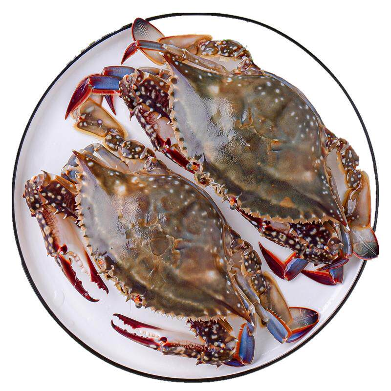 舟山梭子鲜活冷冻特级超大螃蟹新鲜海蟹野生梭子蟹