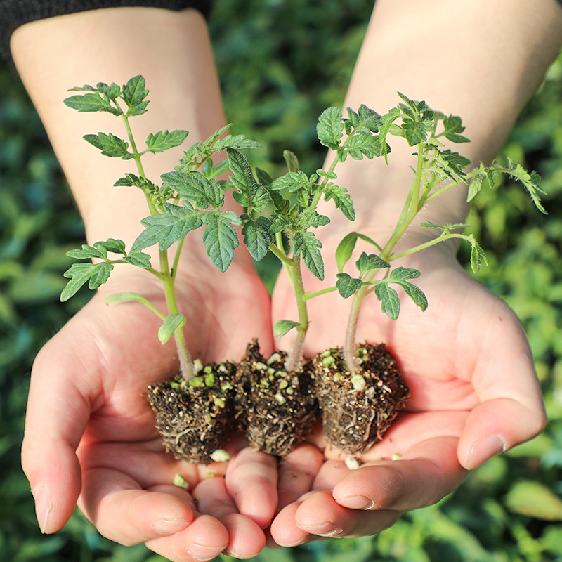 蔬菜菜苗幼苗千禧圣女果西红柿番茄青椒辣椒黄瓜家庭园艺种子