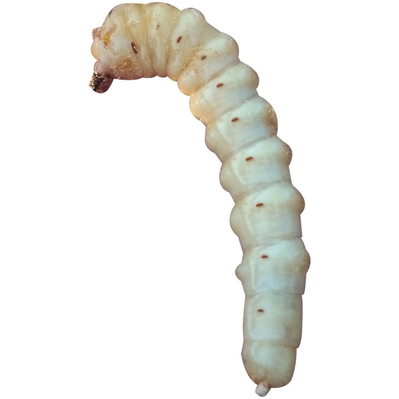 浙江野生米虫活体蛀虫黄寮狼虫鸟不踏刺倒督黄其他药食同源食品