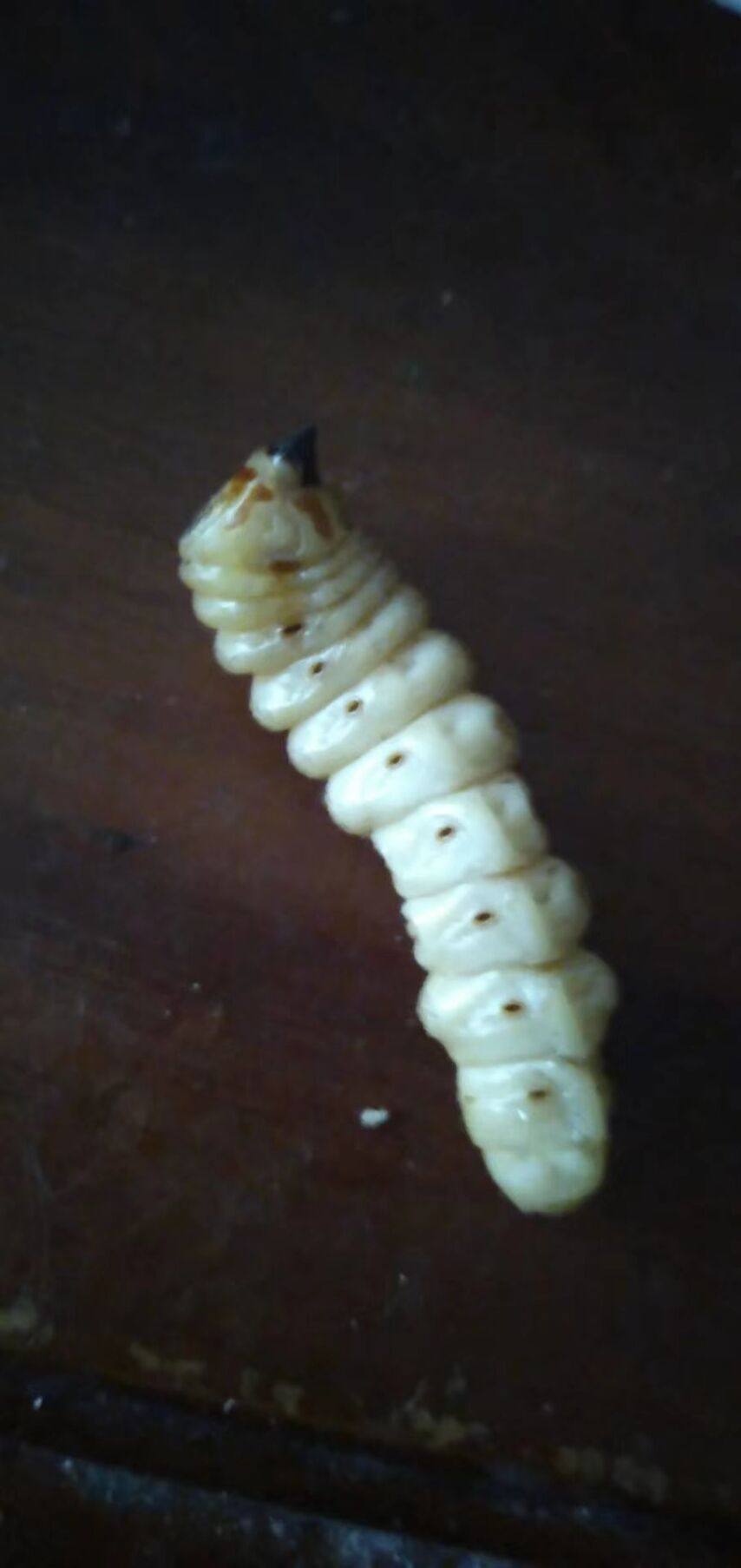 浙江野生米虫活体蛀虫黄寮狼虫鸟不踏刺倒督黄其他药食同源食品