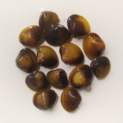 观赏黄金蚬溪蚬蚌小河河蚌净水鲜活淡水清洁螺