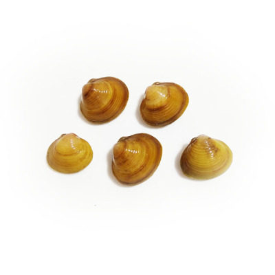 观赏黄金蚬溪蚬蚌小河河蚌净水鲜活淡水清洁螺