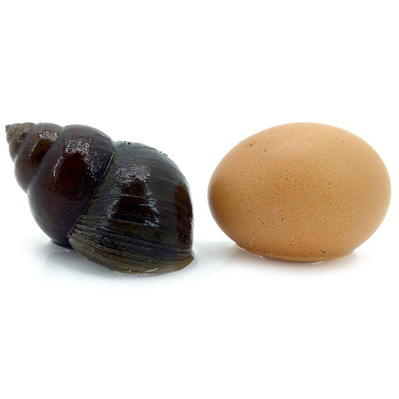 鱼缸清理吃鱼粪便垃圾螺食澡吃清洁青苔观赏螺