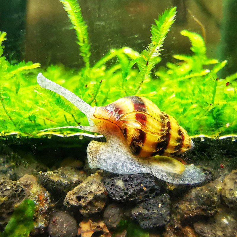 鱼缸清理垃圾青苔观赏工具淡水清洁缸壁活体螺