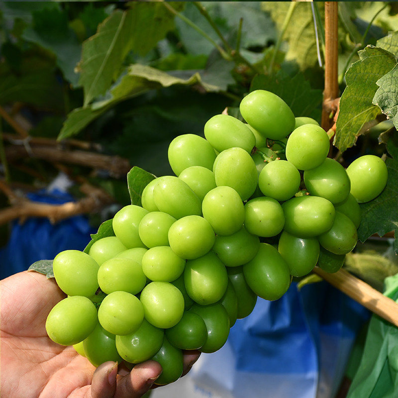 葡萄水果新鲜香印晴王提子玫瑰特级阳光云南葡萄