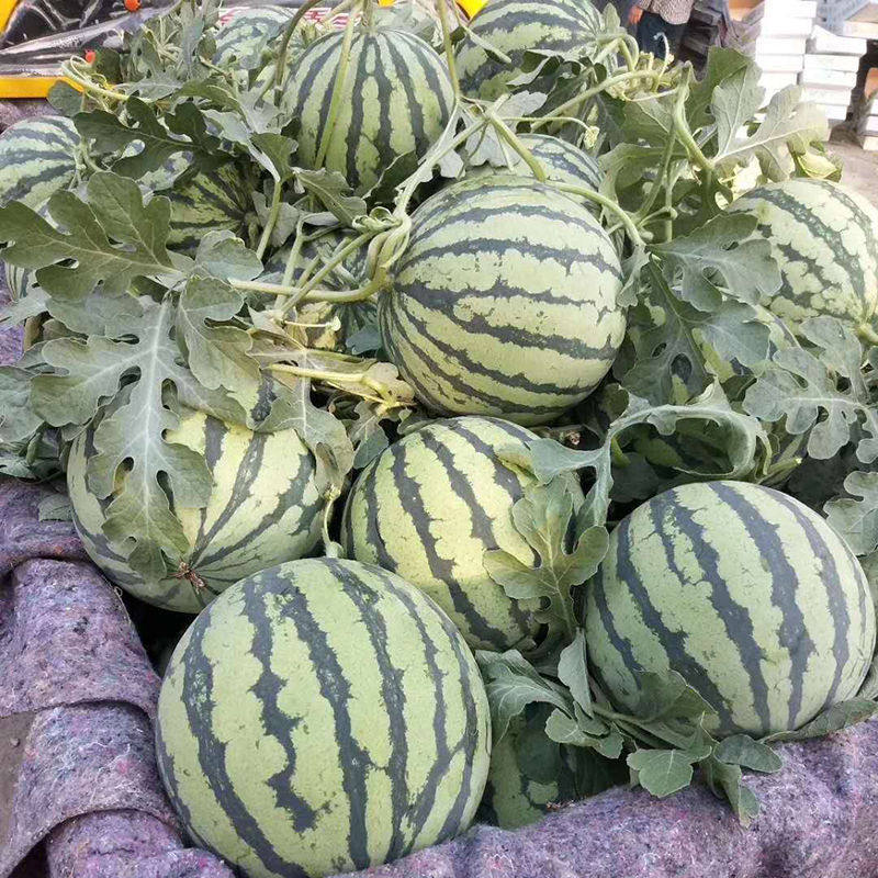 当季冰糖麒麟薄皮西瓜新鲜水果超甜应季大西瓜西瓜