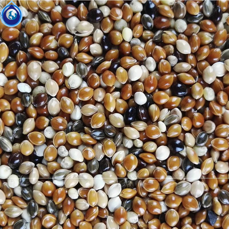 稗子鸟食鸟粮带壳谷子黄鸟用米类米类粒粒黄小米小米鸟食