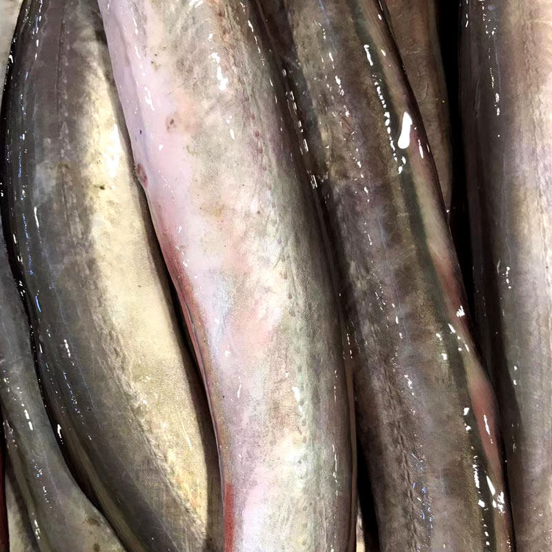 淡水河鳗新鲜活鳗鱼 鲜活现杀河鳗 白鳝白鳗1.5斤左右/条河鳗鱼