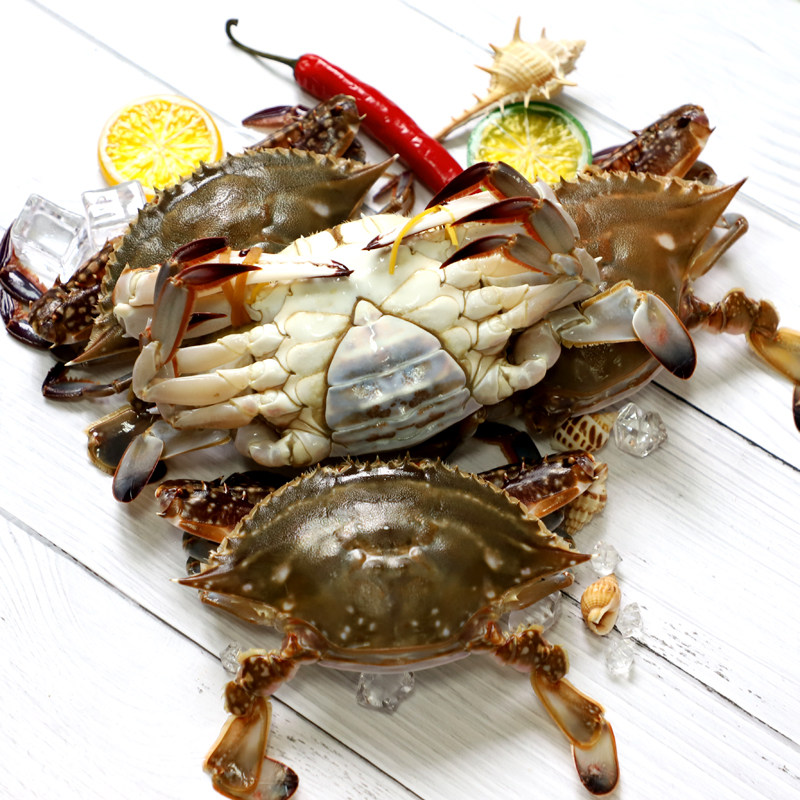 舟山红膏梭子野生鲜活母蟹螃蟹飞蟹非白海鲜梭子蟹