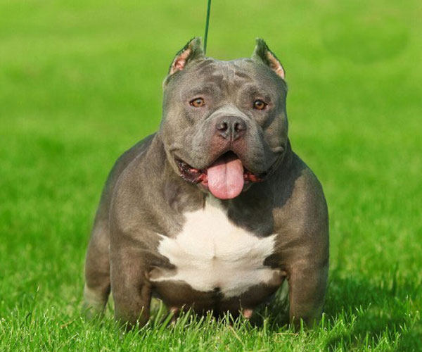 恶霸美国犬幼纯种巨型活体口袋宠物狗肌肉犬赛级畜牧