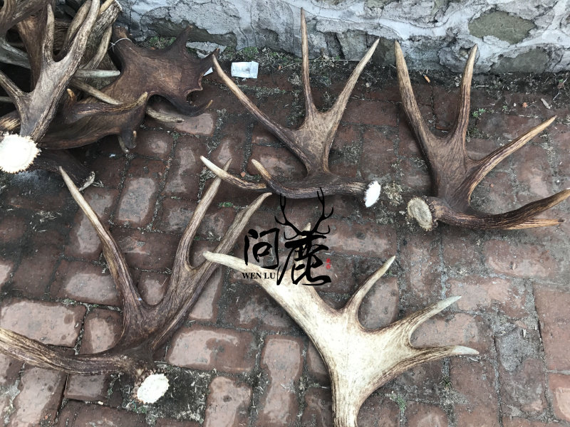 驼鹿角 整支 原料 雕刻料 把件料 刀柄料 半斤250克包邮