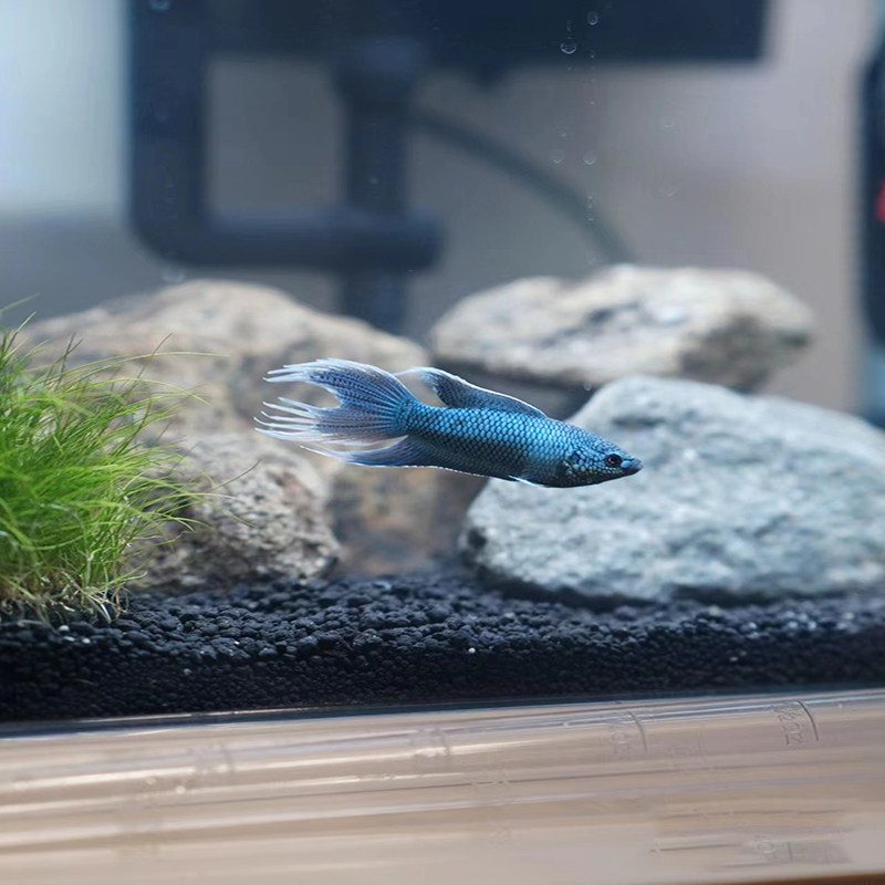 中国斗鱼游龙活体热带鱼淡水冷水观赏鱼免打泰国鱼