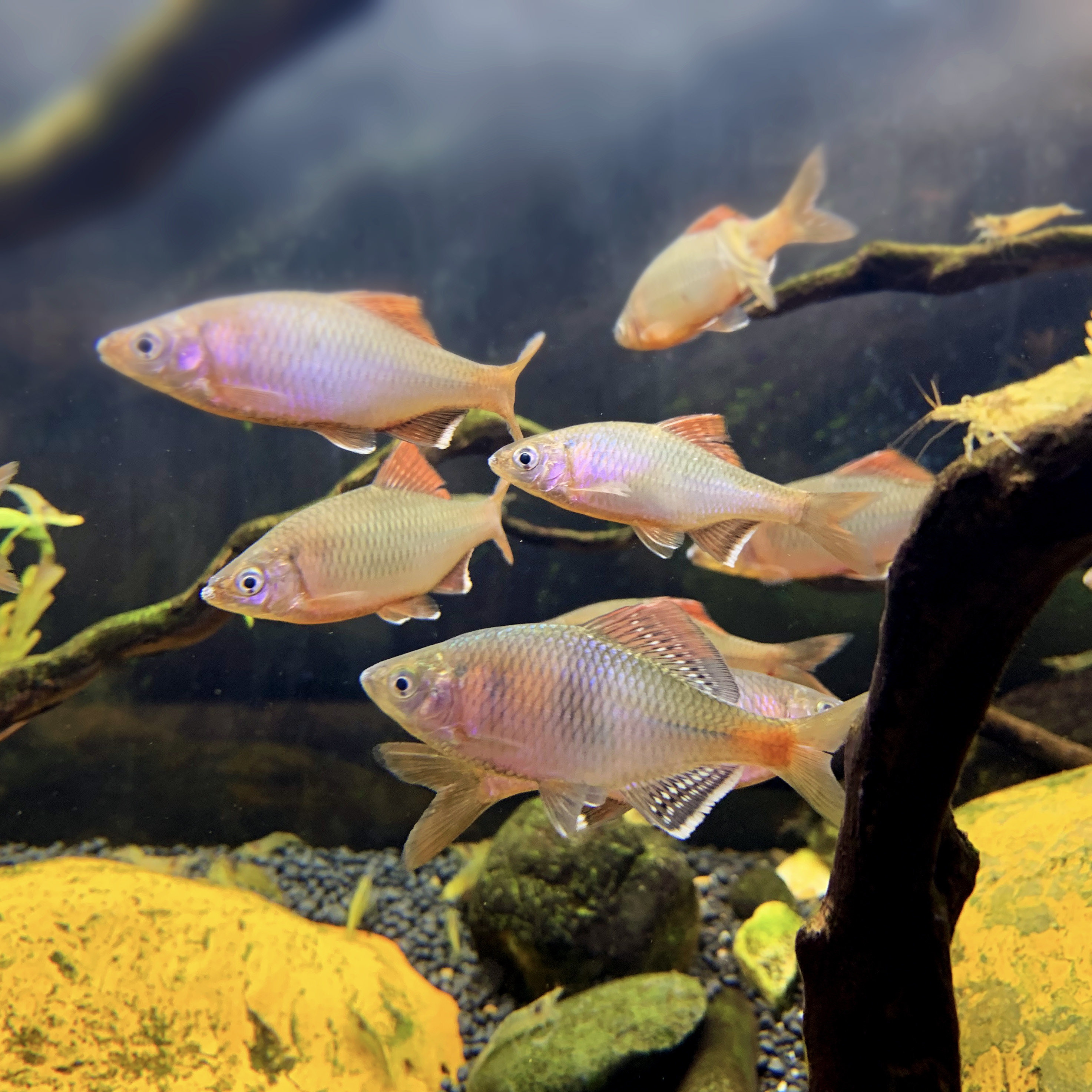 冷水长体免打中层观赏鱼丝藻越南原生鱼越庞波鱼