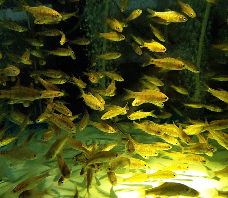 原生游鱼条纹小鲃溪流冷水鱼鱼草缸清洁鱼淡水鱼