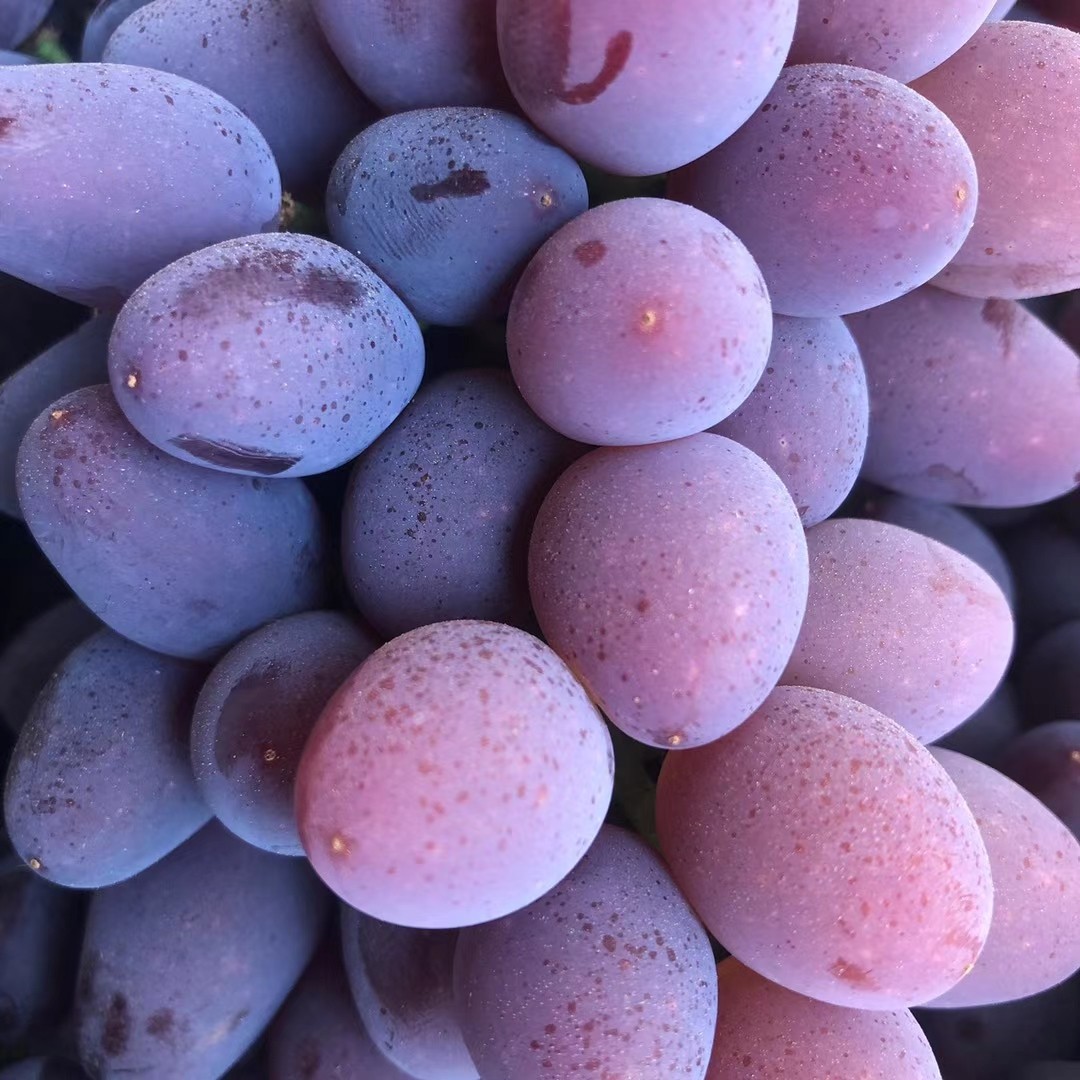 云南茉莉香无籽葡萄郁金香提子新鲜水果现摘现发葡萄