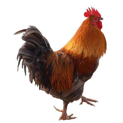 农家贵州土鸡散养年老公鸡山林走地农村现杀整鸡