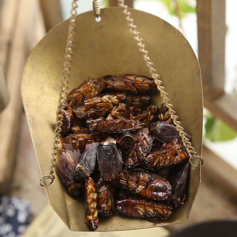 蟑螂小强黄嚓油婆娘黄婆娘偷油太医野生药用500g其他药食同源食品