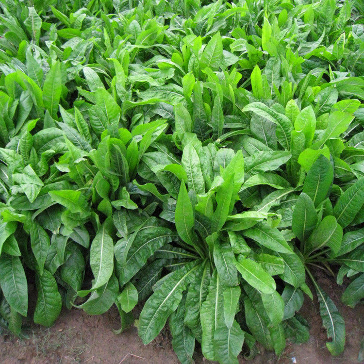 饲用苦荬菜种种子牧草草籽牛羊鸡鸭鹅兔鱼肥家庭园艺种子