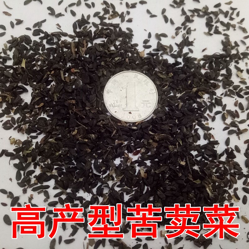 饲用苦荬菜种种子牧草草籽牛羊鸡鸭鹅兔鱼肥家庭园艺种子
