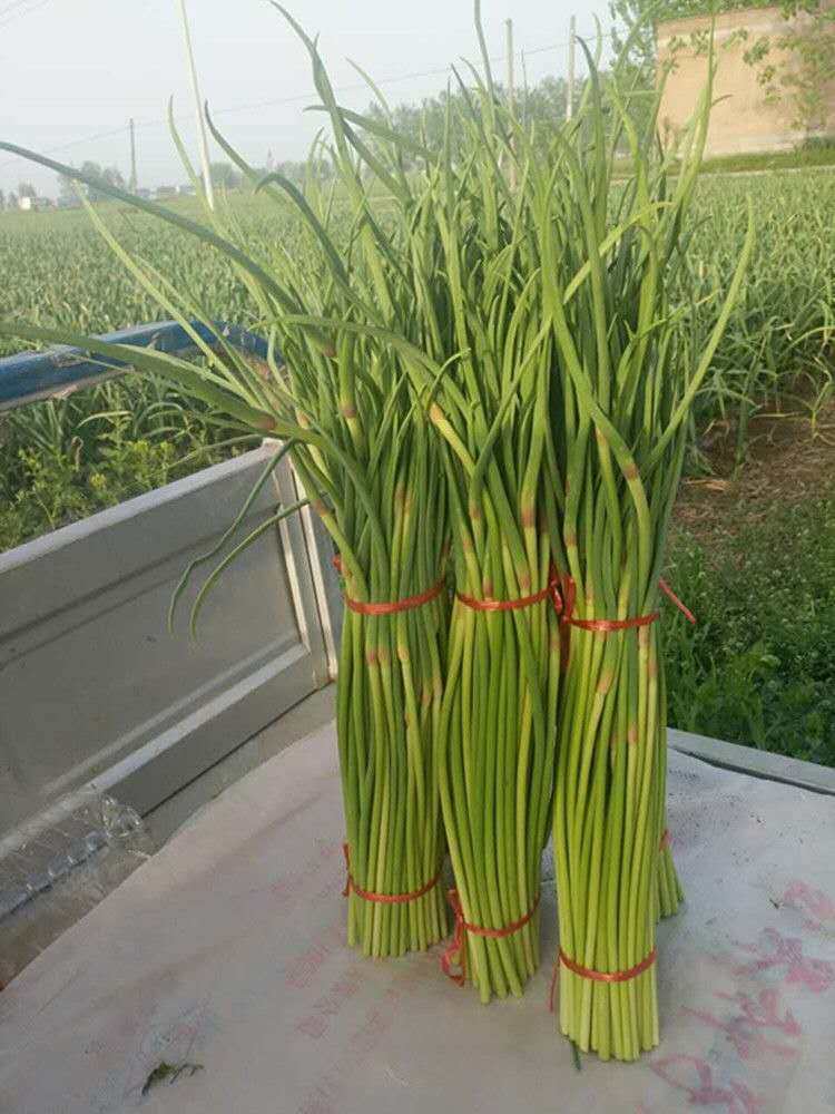 5斤新鲜蒜苔当季蔬菜山东农家自种蒜薹蒜毫青蒜苗1斤3斤包邮