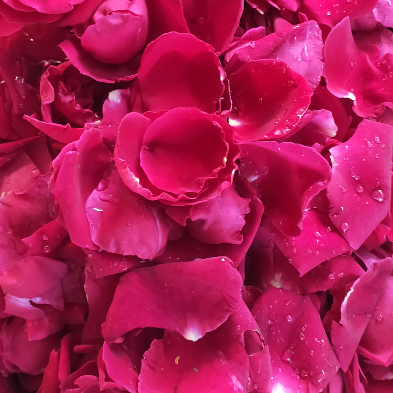 500g云南食用玫瑰花新鲜重瓣红玫瑰花瓣可做酱醋其它