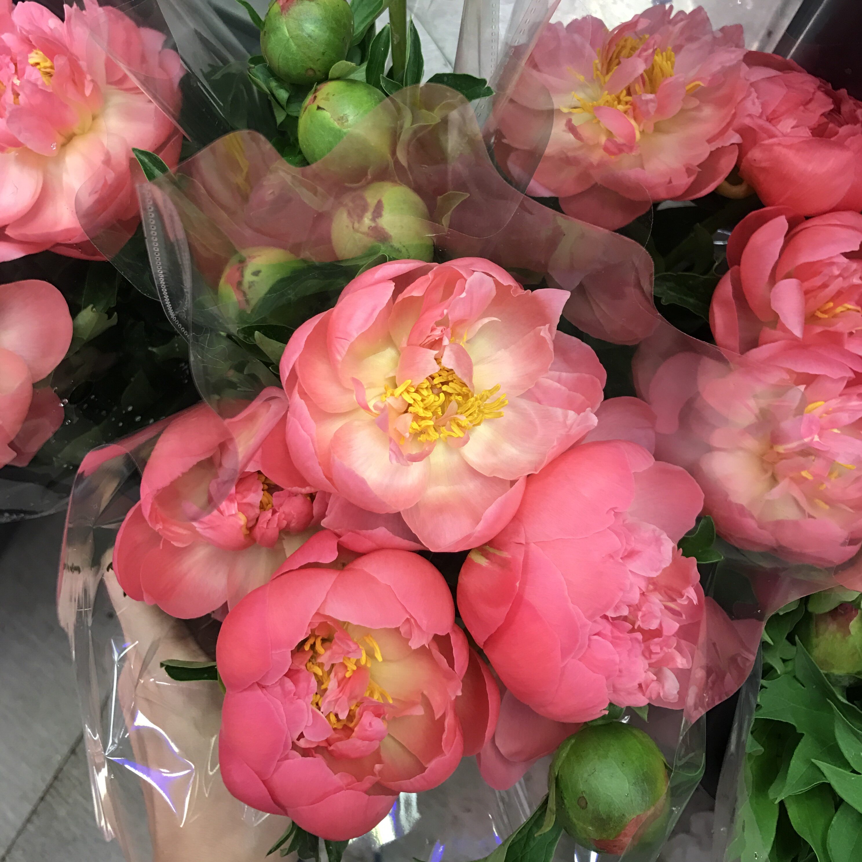 牡丹当季lamourfou重瓣鲜花单瓣鲜切轻盈花材时令草本花卉