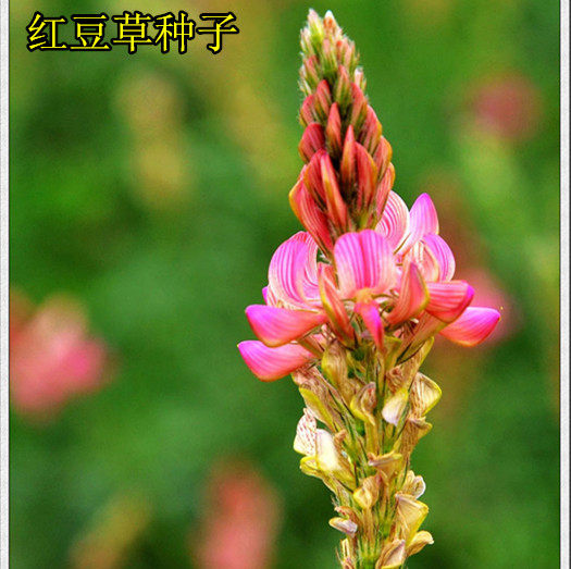 牧草种子优质红豆草种又称皇后驴食发芽饲料家庭园艺种子