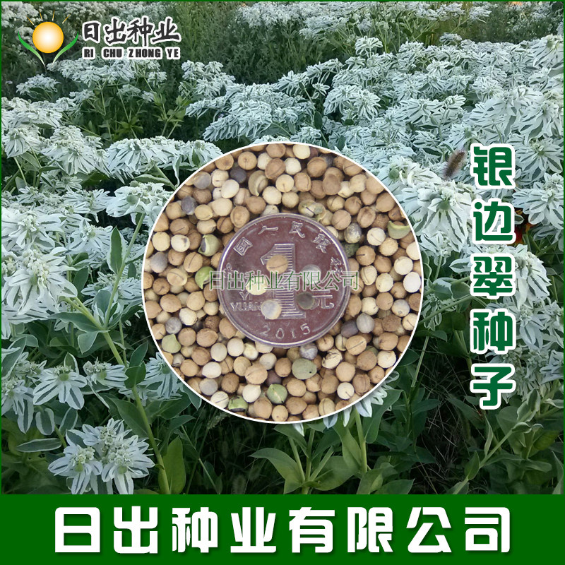 种子银边高山积雪象牙白种子叶花卉花卉植物家庭园艺种子