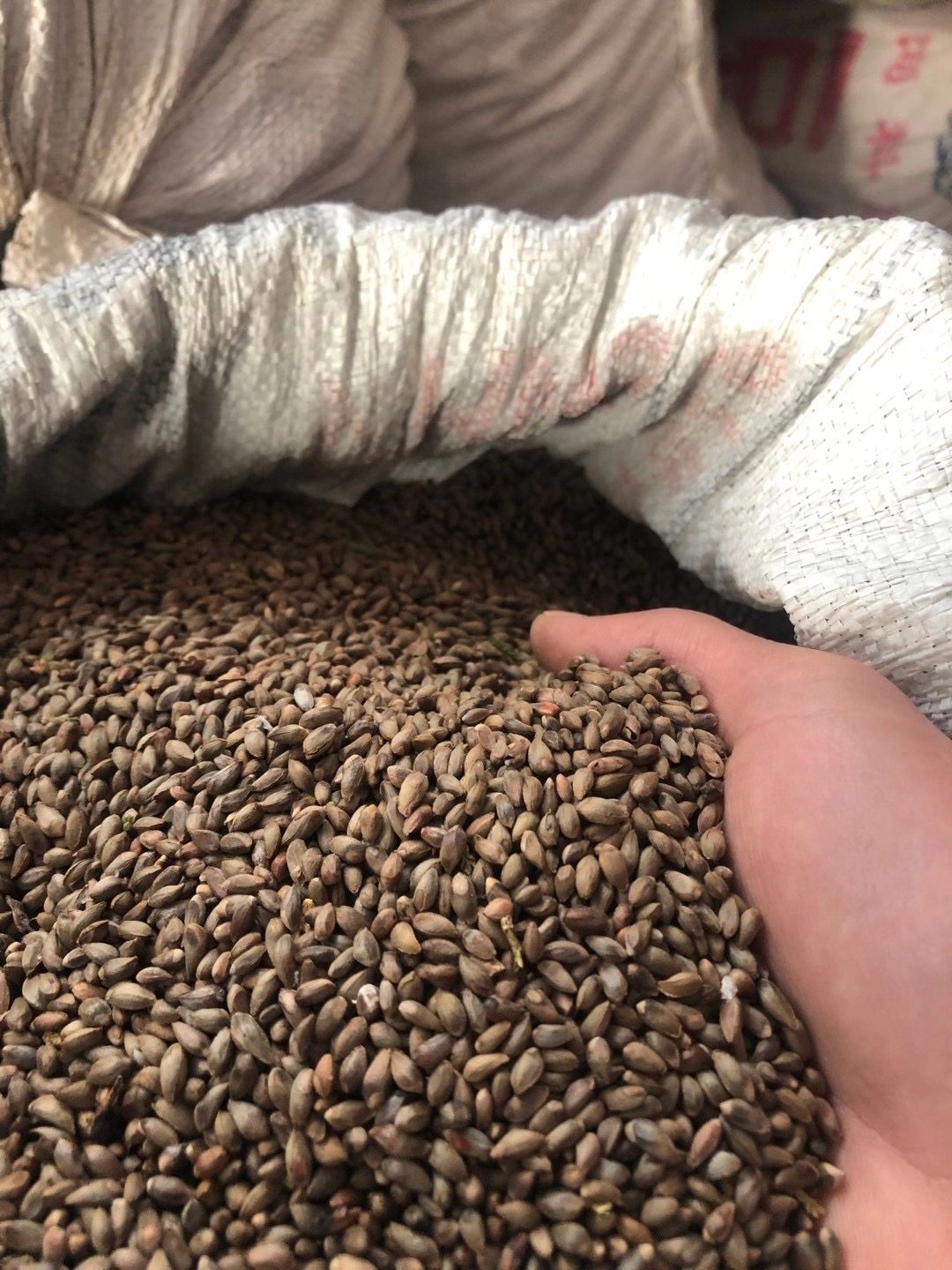 种子侧柏野生籽扁柏籽柏树园林绿化行道树苗木林木家庭园艺种子