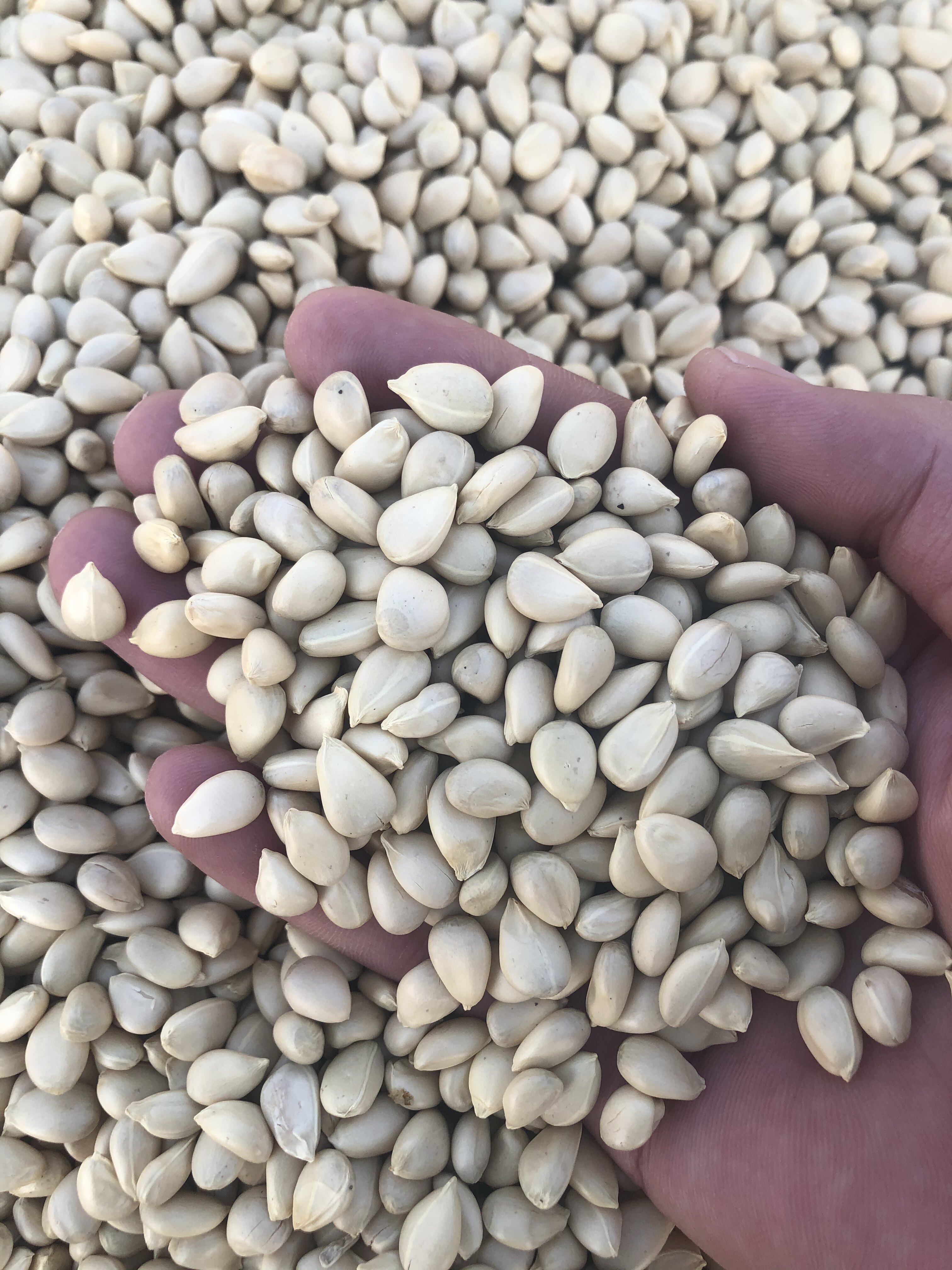 产地枳壳种子新采枸橘积壳籽橘子红嫁接占木带刺家庭园艺种子