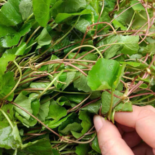 马蹄云南草水莲叶野生叶马蹄500克苦菜景颇族凉拌叶菜类