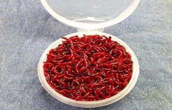 红虫天津特大号鲜活活饵活体拉饵小公鲫鱼鱼饵鱼饵