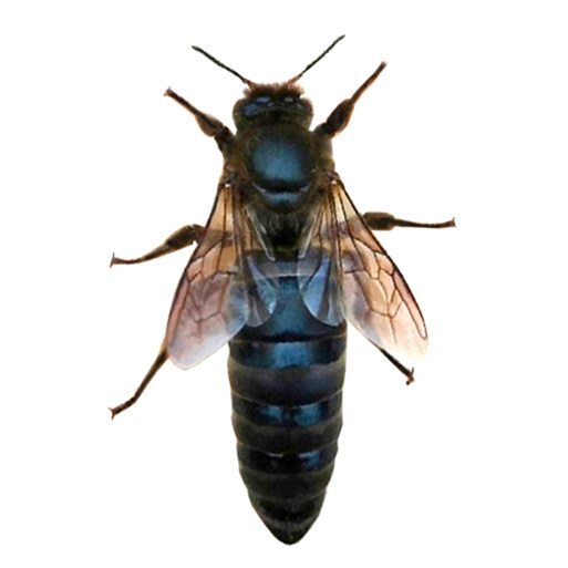 中蜂蜂王种王活体开产王高产土蜂黑色仓王新品强群产卵杂交阿坝王