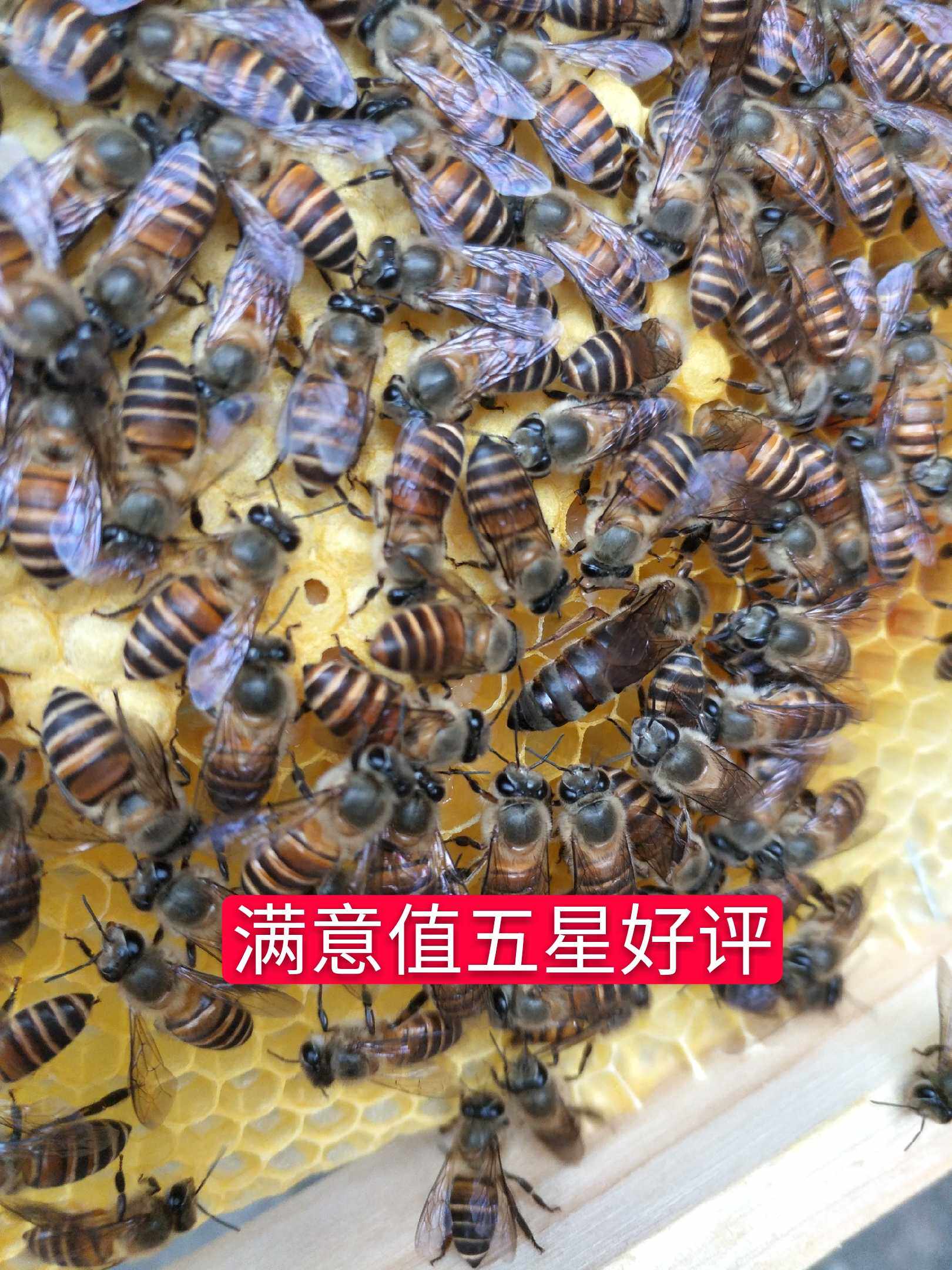 中蜂蜂王适应环境强双色阿坝蜜蜂红环王新开产活体王优质种王热卖