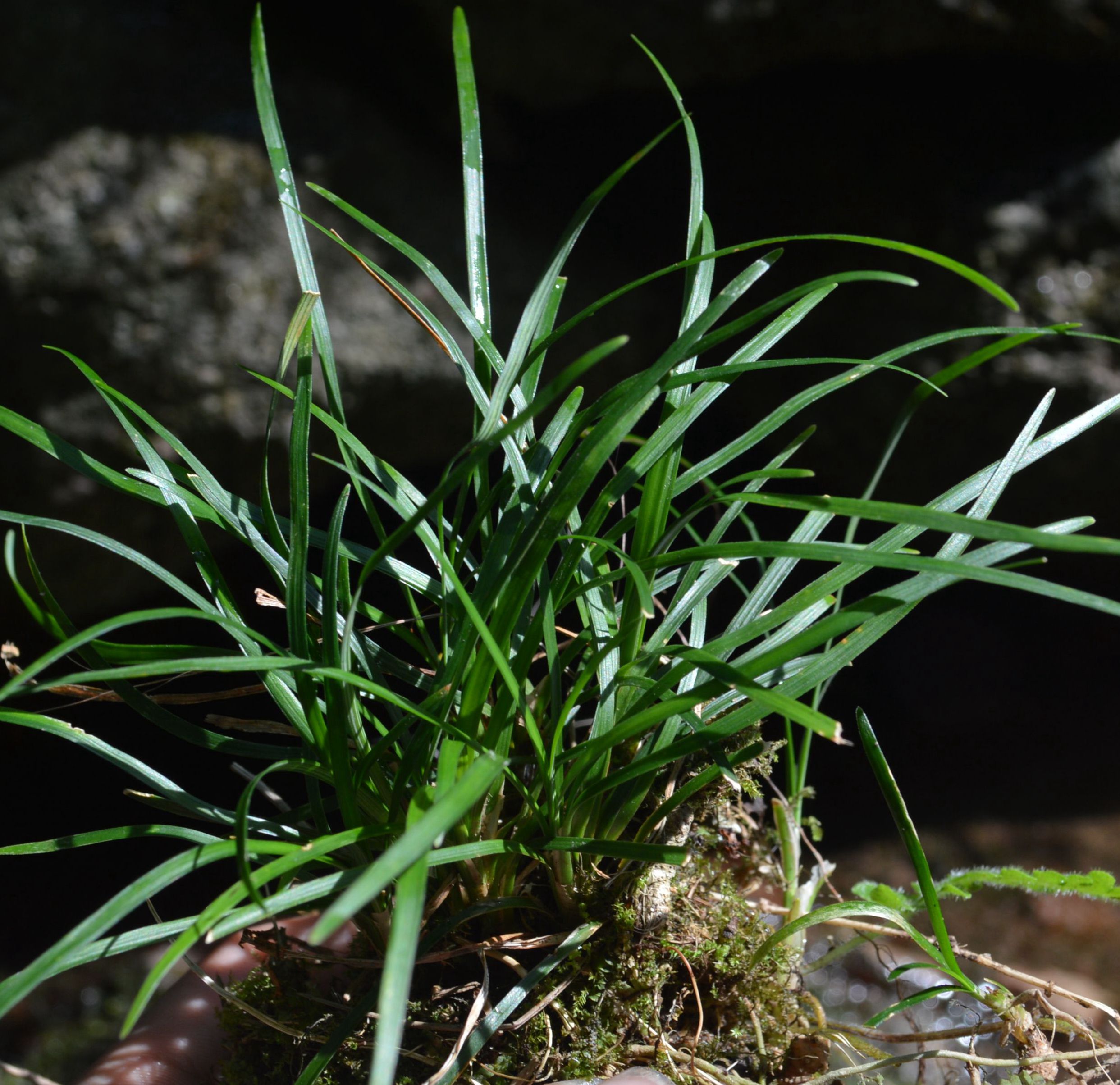 野生绿植养龟点缀造景盆景龙根盆栽植物石菖蒲绿植