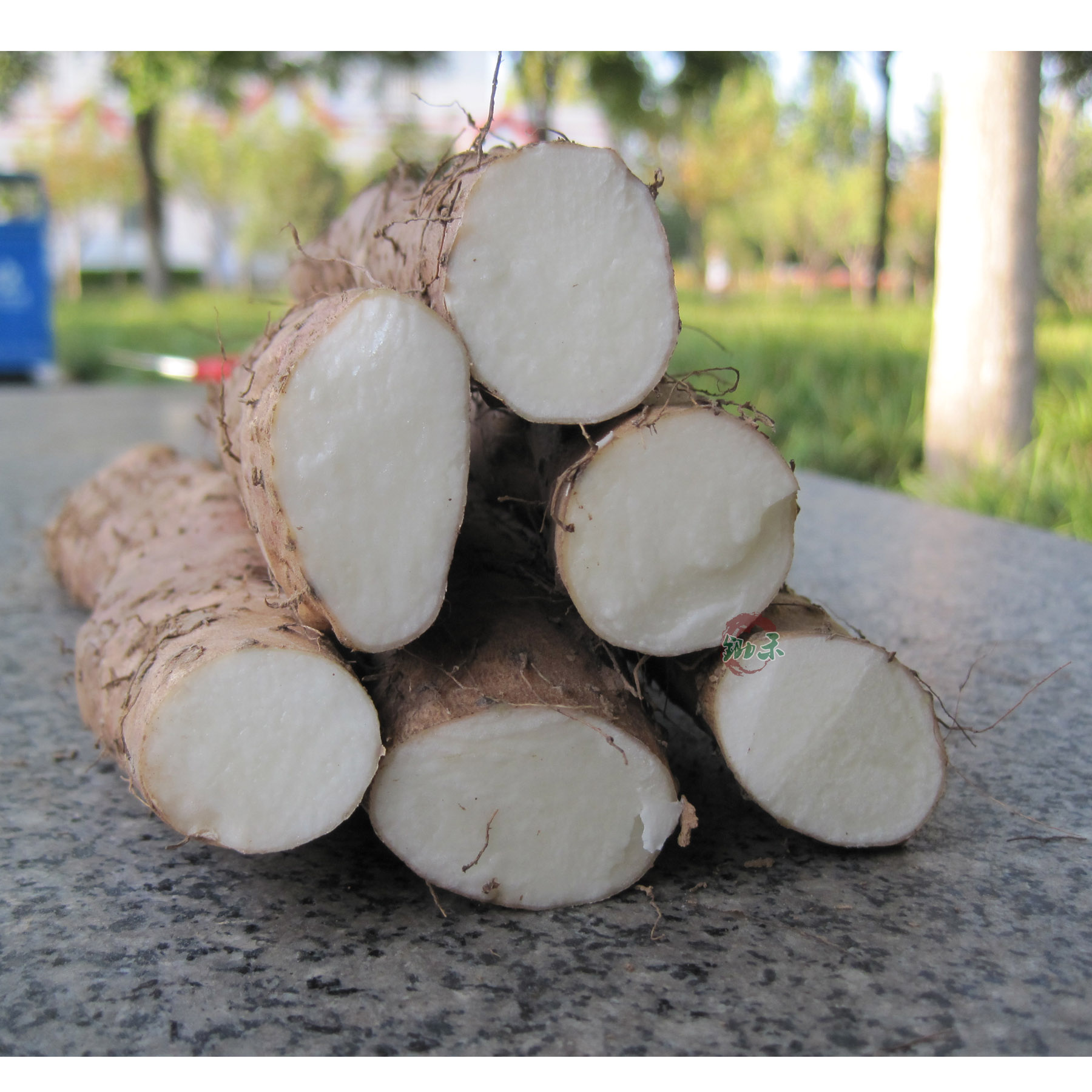 山药温县铁棍新鲜生怀河南焦作垆土正宗淮山山药及其制品