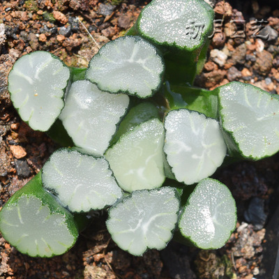 万象实方初月园艺铭品十二卷实方一雄出品磨砂大窗多肉植物