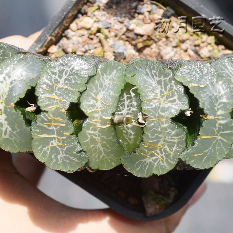 广重玉扇初月园艺広重经典铭品瓦苇十二卷多多肉植物