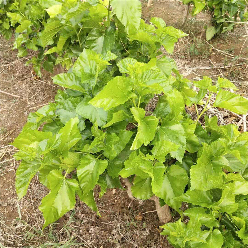 桑叶野生新鲜桑树叶子大小蚕宝宝食物口粮饲料