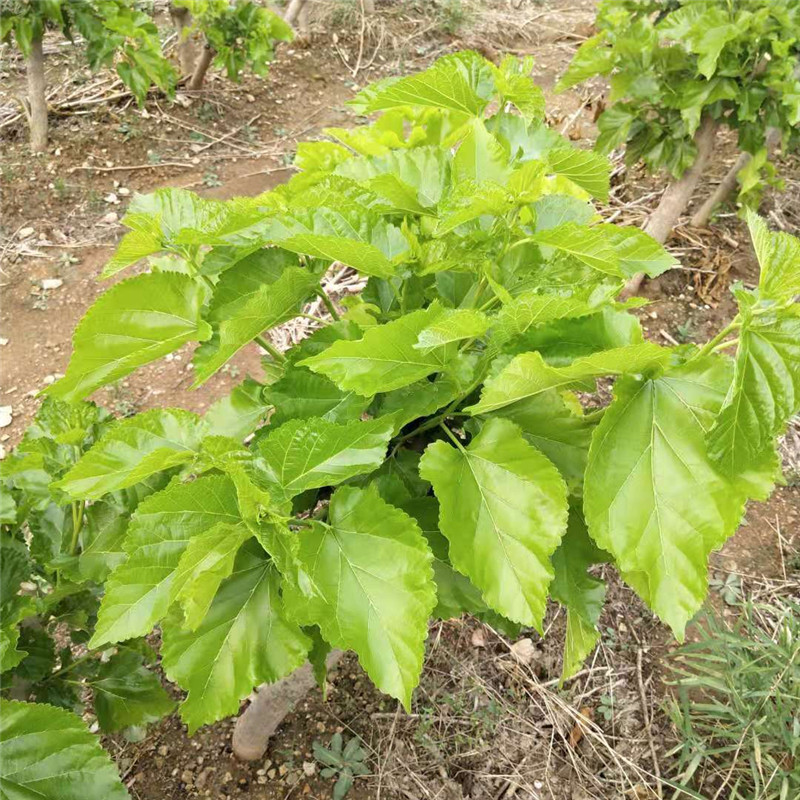 桑叶野生新鲜桑树叶子大小蚕宝宝食物口粮饲料