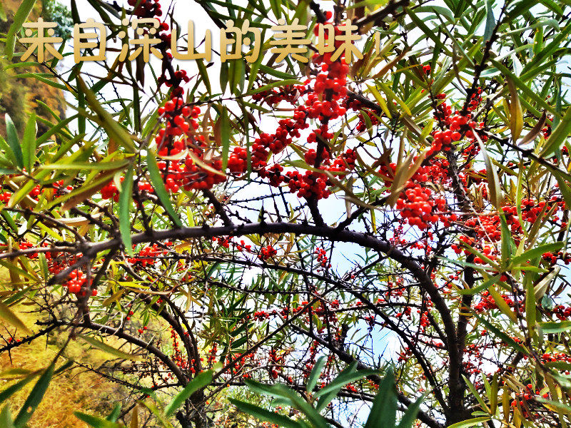 山西特产野生沙棘果野山坡酸溜溜新鲜树枝发货其它