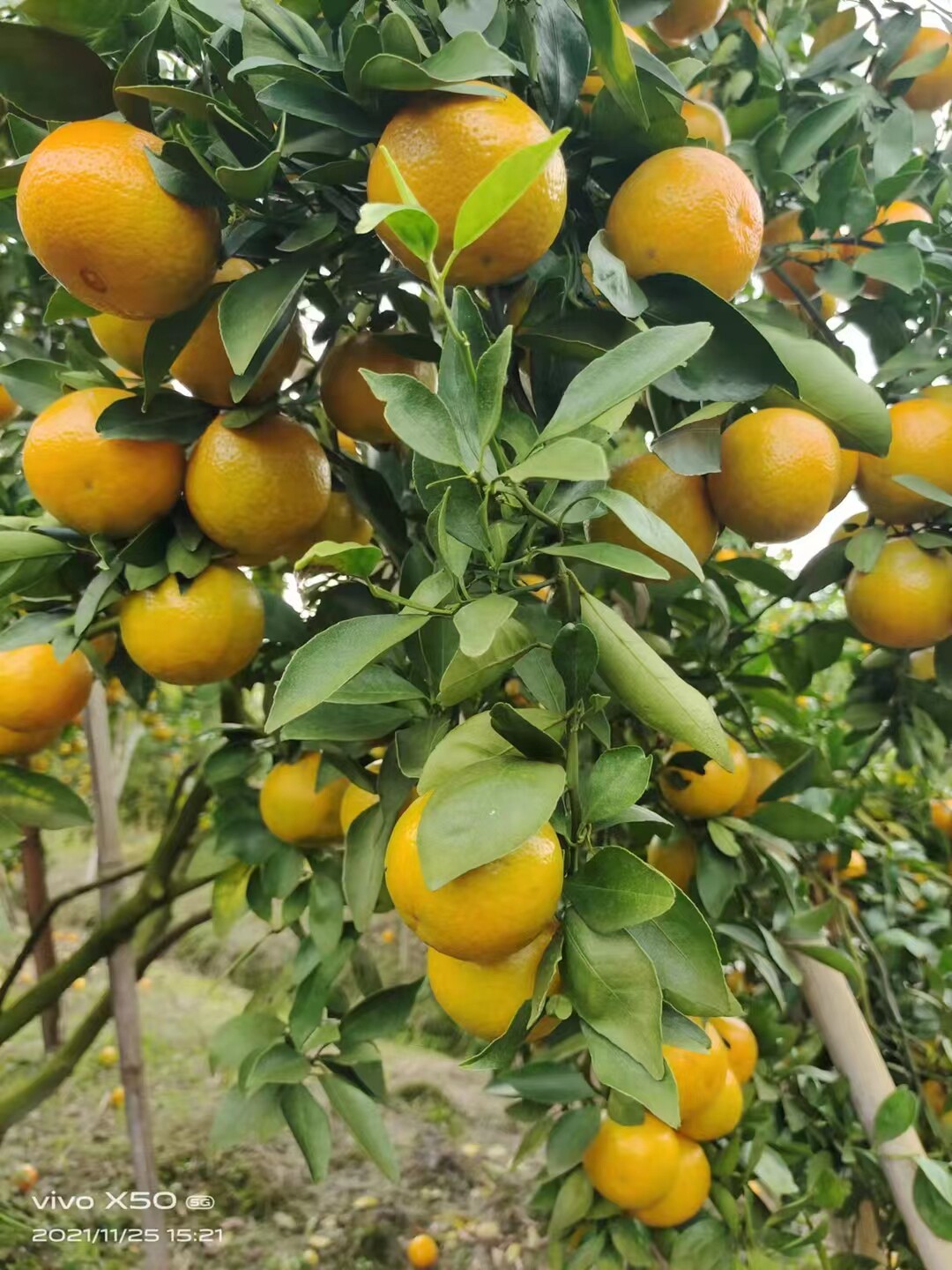 皇帝广东丹霞柑贡自家果园新鲜包邮10斤5斤桔子