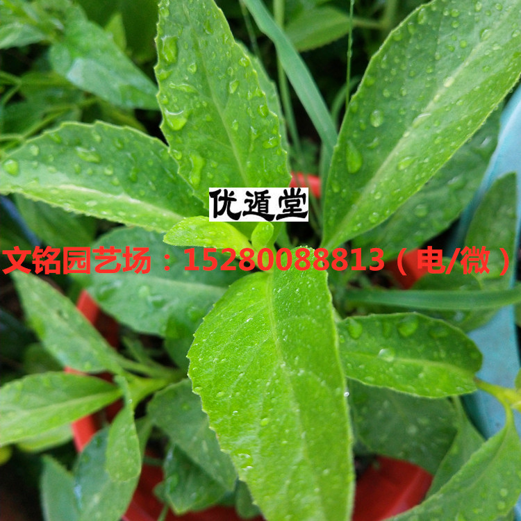 树苗胰岛胰岛素苗尼基罗草苗降糖血糖绿植