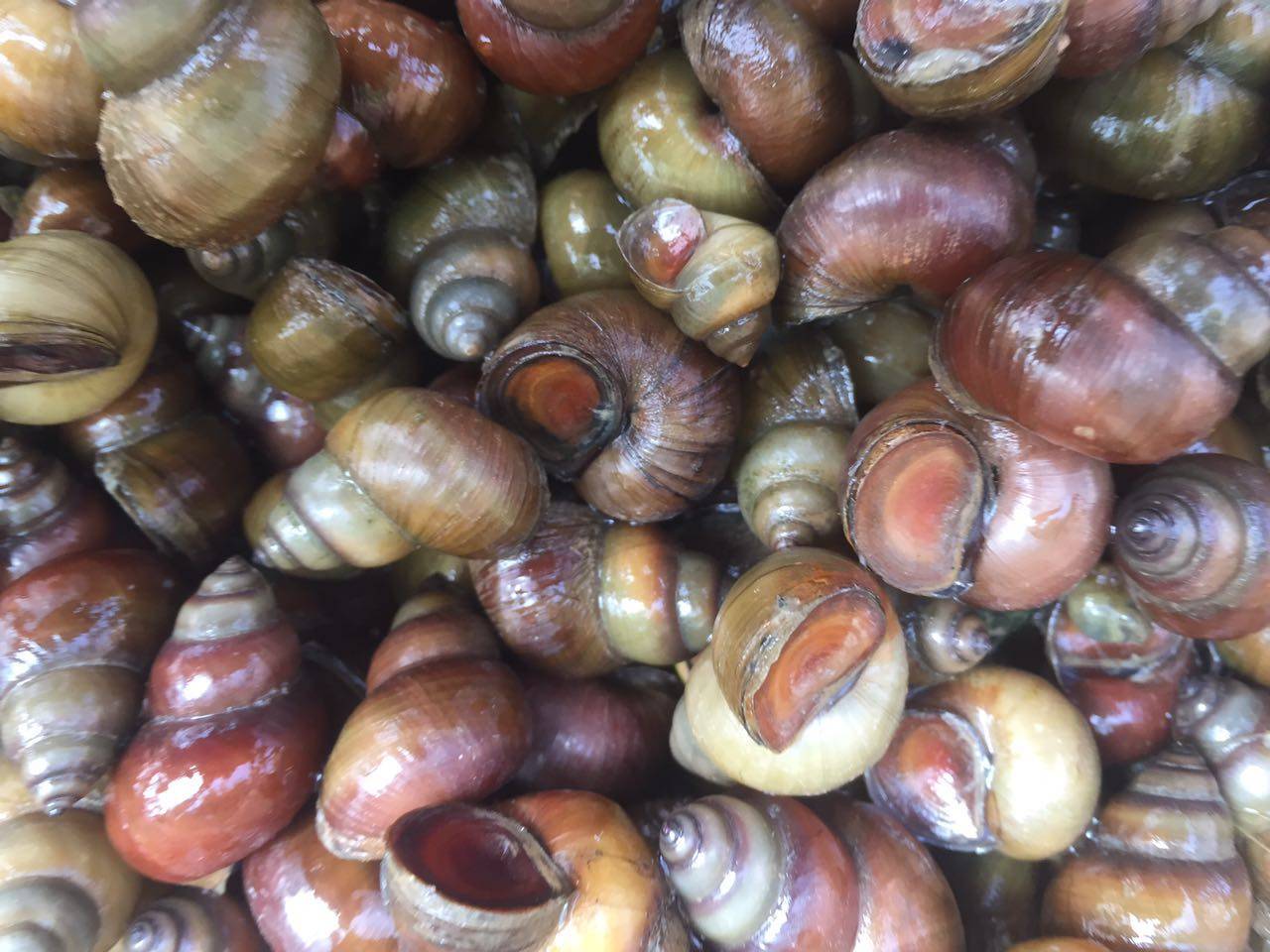 顺丰包邮淡水田螺现货鲜活4斤包活精选吐沙泥螺