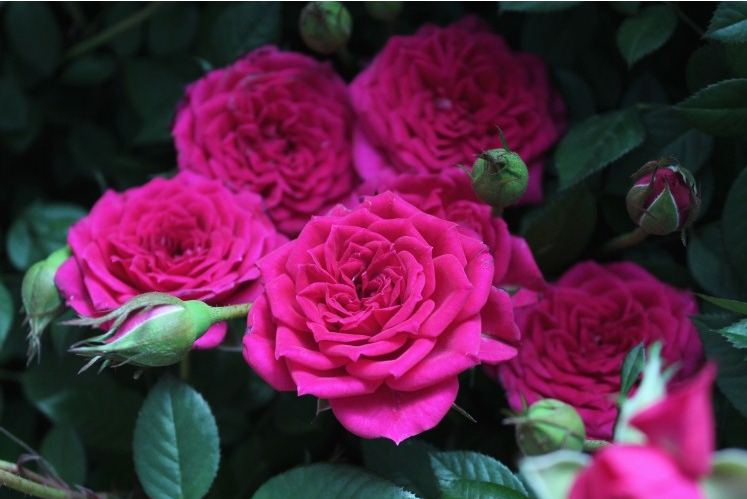 月季中苗虞城园艺微型玫红阳台红色丰花勤花时令草本花卉