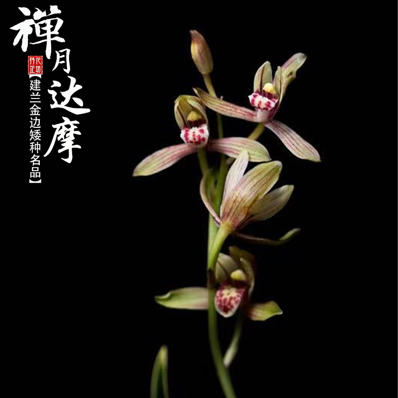 金边矮种兰花草花苞四季建兰达摩禅月浓香室内时令草本花卉