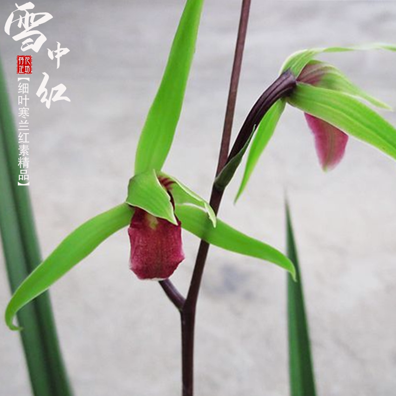 细叶寒兰雪中秋冬季花苞名贵兰花苗室内阳台花卉国兰