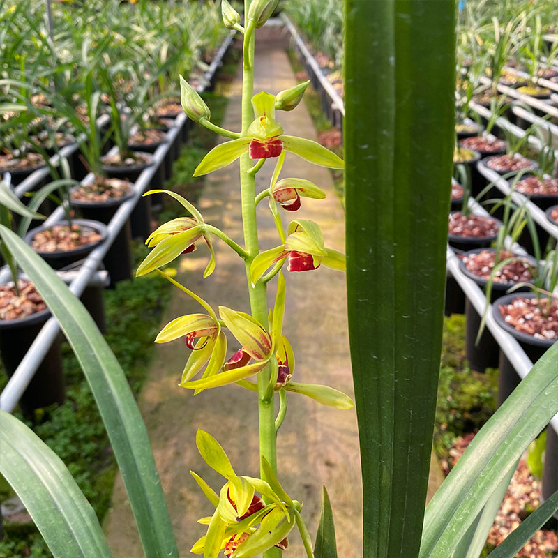 兰花苗红蝉墨兰铭品红舌大花红婵报岁兰浓香好养花卉冬季带花苞