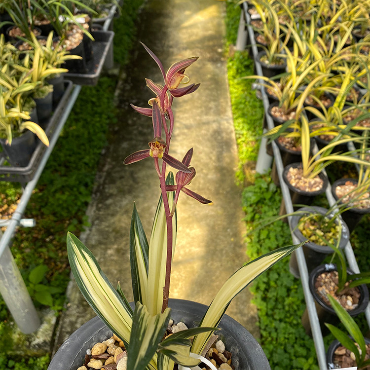 兰花花苗黄金达摩中透报岁矮种墨兰铭品叶室内绿植